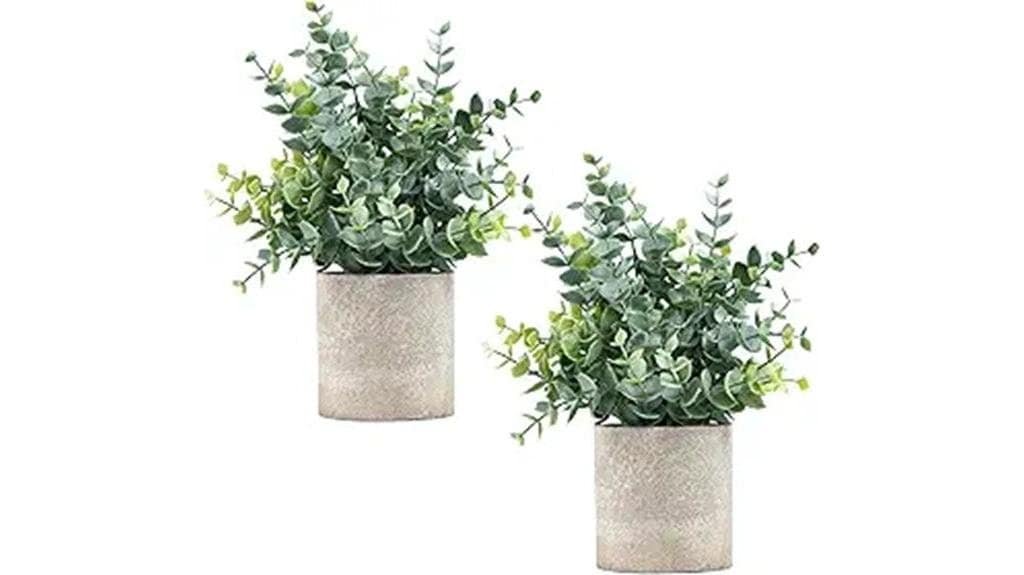 small eucalyptus plants decor